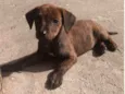 Akira