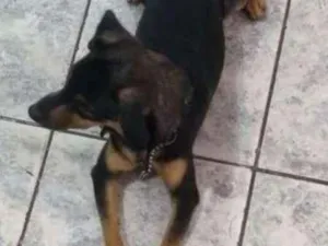 Cachorro raça Sem raça, mãe é pinscher idade 1 ano nome Neguinho