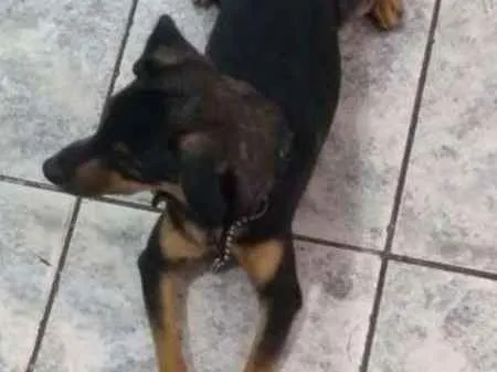 Cachorro ra a Sem raça, mãe é pinscher idade 1 ano nome Neguinho