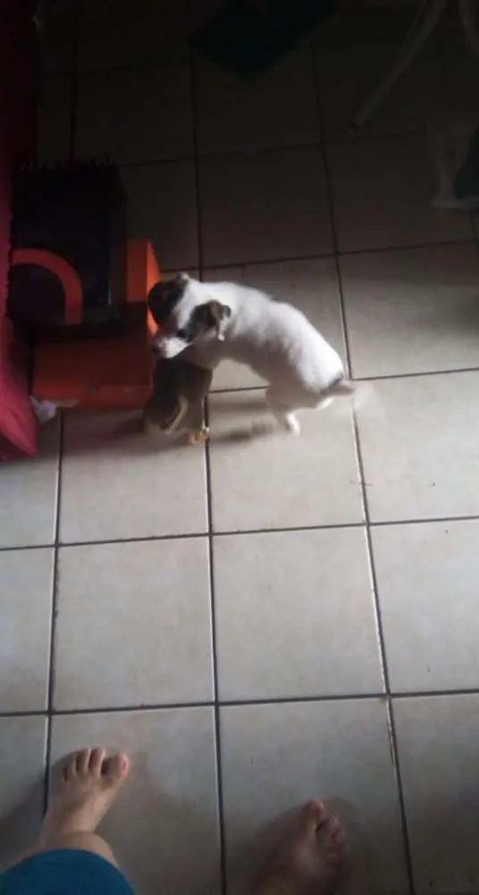 Cachorro ra a Pitt Bull com vira lata  idade Abaixo de 2 meses nome Tigresa 