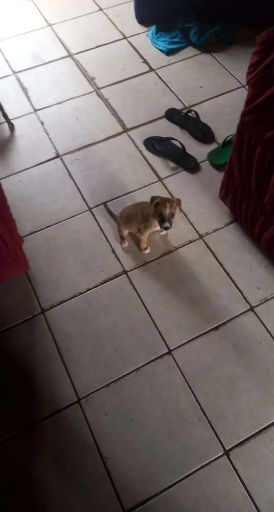 Cachorro ra a Pitt Bull com vira lata  idade Abaixo de 2 meses nome Tigresa 