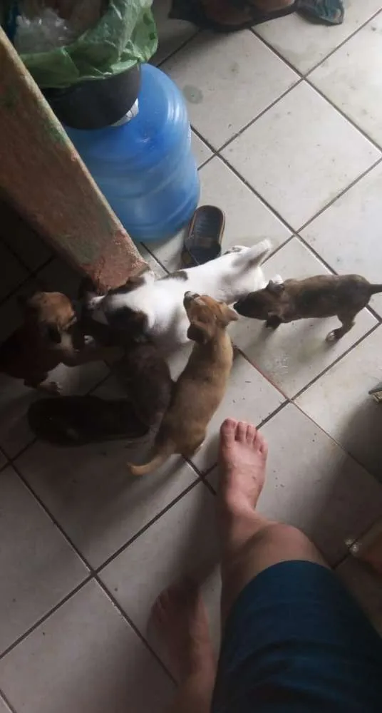 Cachorro ra a Pitt Bull com vira lata  idade Abaixo de 2 meses nome Tigresa 