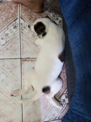 Cachorro raça Pitt Bull com vira lata  idade Abaixo de 2 meses nome Tigresa 