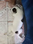 Tigresa