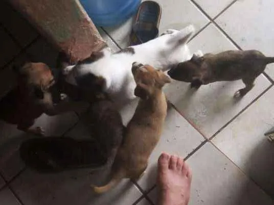 Cachorro ra a Pitt Bull com vira lata  idade Abaixo de 2 meses nome Tigresa 