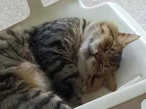 Gato raça  idade  nome Bambam