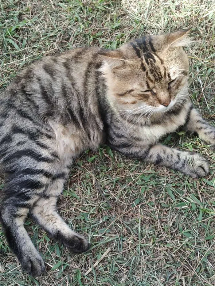 Gato raça  idade  nome Bambam