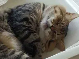 Gato raça  idade  nome Bambam
