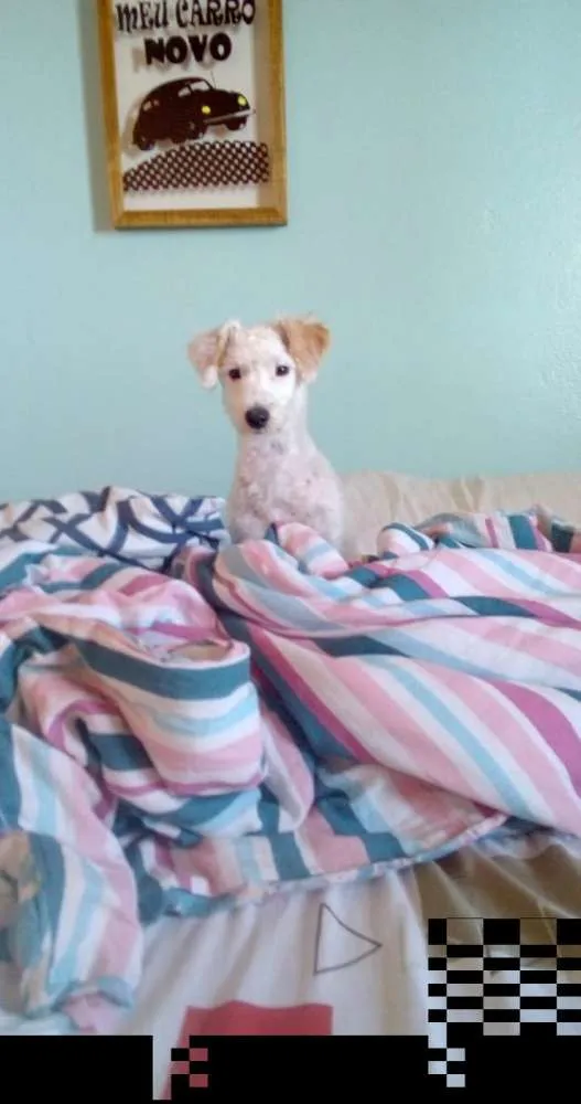 Cachorro raça Indefinida idade 7 a 11 meses nome Pérola