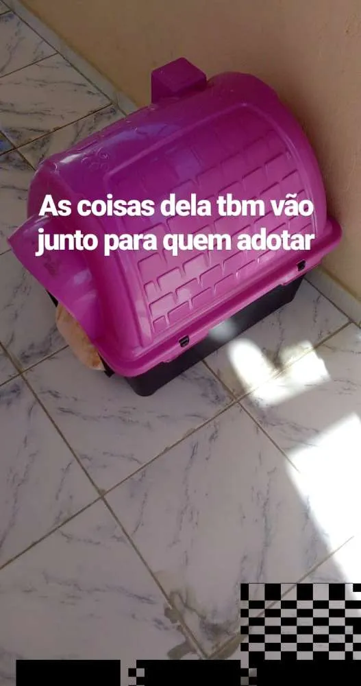 Cachorro raça Indefinida idade 7 a 11 meses nome Pérola