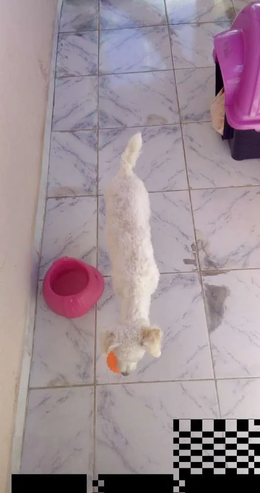 Cachorro raça Indefinida idade 7 a 11 meses nome Pérola