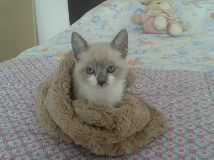 Gato ra a desconhecida idade Abaixo de 2 meses nome sem nome