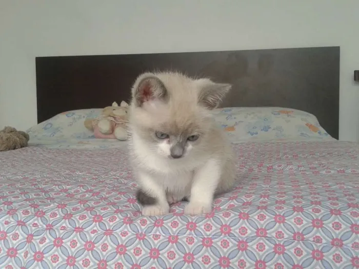 Gato ra a desconhecida idade Abaixo de 2 meses nome sem nome