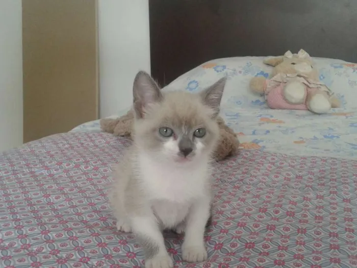 Gato ra a desconhecida idade Abaixo de 2 meses nome sem nome