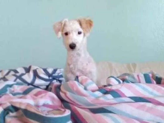 Cachorro raça Indefinida idade 7 a 11 meses nome Pérola