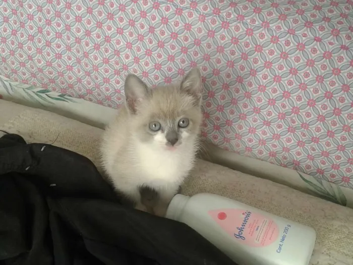 Gato ra a desconhecida idade Abaixo de 2 meses nome sem nome