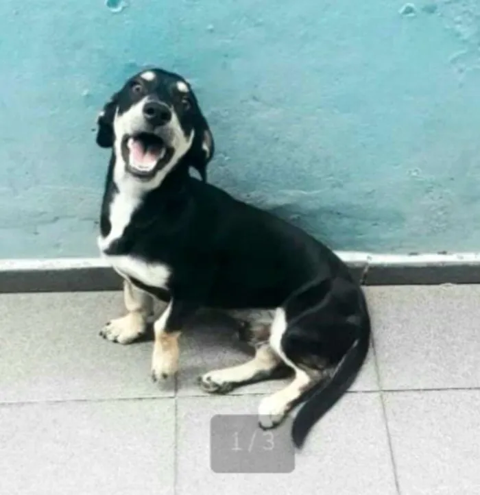 Cachorro ra a  idade 7 a 11 meses nome Ted 