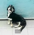 Ted