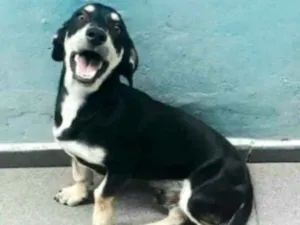 Cachorro raça  idade 7 a 11 meses nome Ted 