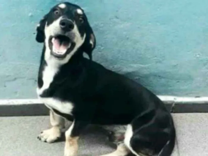 Cachorro ra a  idade 7 a 11 meses nome Ted 