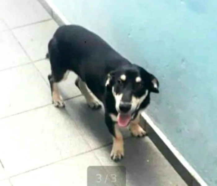 Cachorro ra a  idade 7 a 11 meses nome Ted 