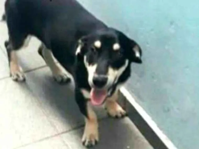 Cachorro ra a  idade 7 a 11 meses nome Ted 