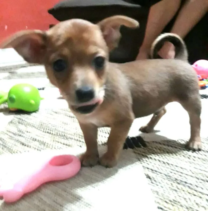 Cachorro ra a  idade Abaixo de 2 meses nome Filhotes Sueli