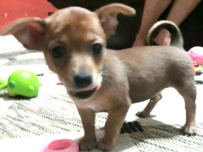 Cachorro ra a  idade Abaixo de 2 meses nome Filhotes Sueli