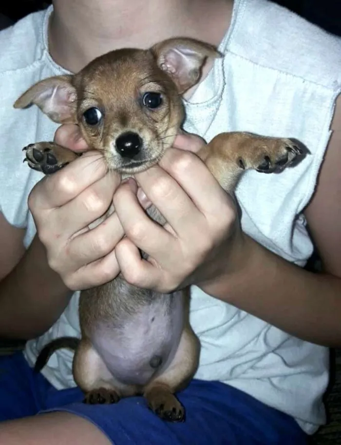 Cachorro ra a  idade Abaixo de 2 meses nome Filhotes Sueli