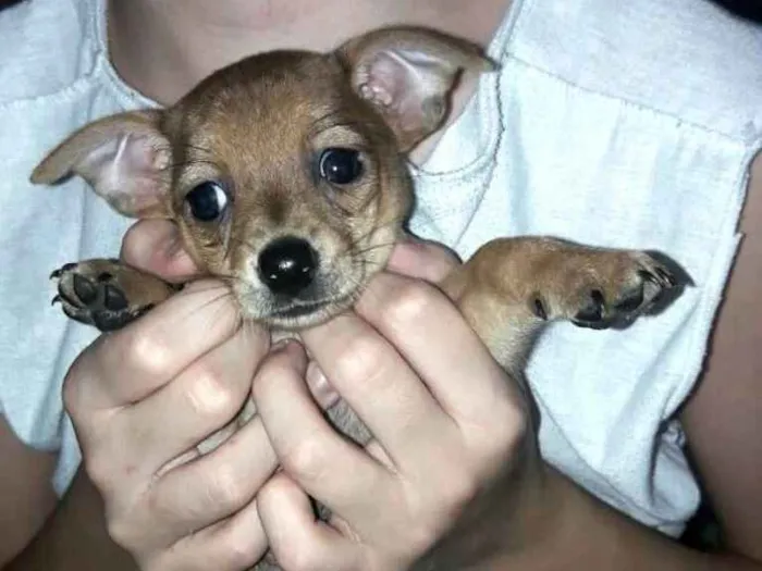 Cachorro ra a  idade Abaixo de 2 meses nome Filhotes Sueli