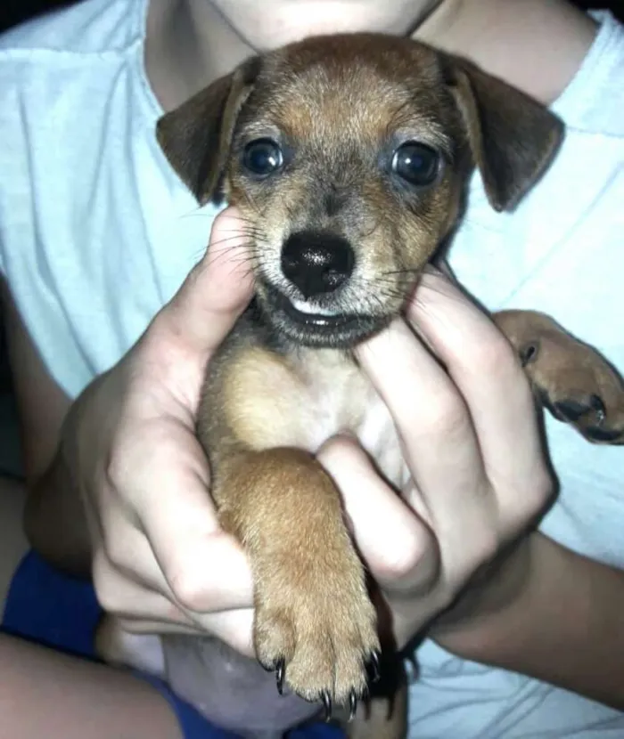 Cachorro ra a  idade Abaixo de 2 meses nome Filhotes Sueli