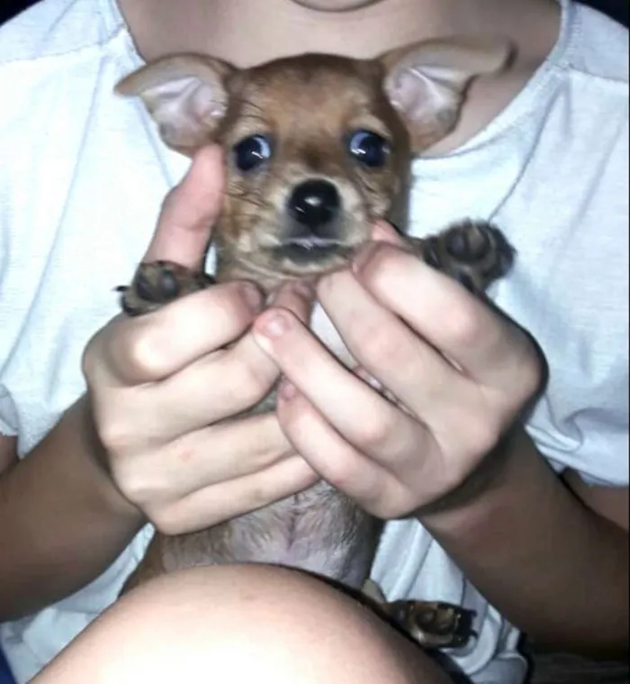 Cachorro ra a  idade Abaixo de 2 meses nome Filhotes Sueli