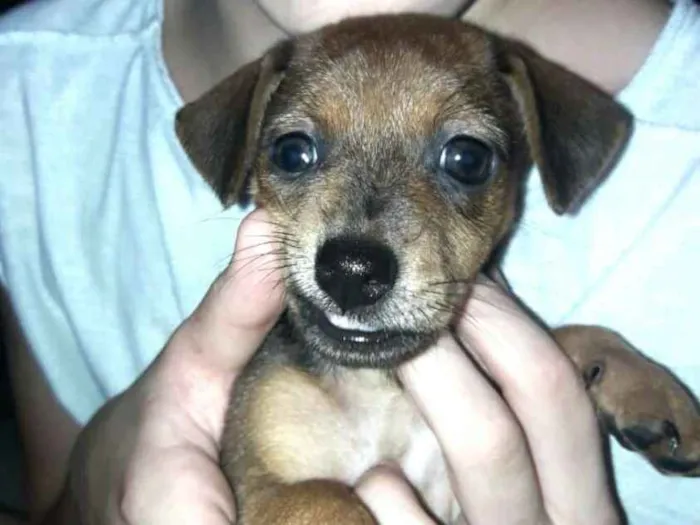 Cachorro ra a  idade Abaixo de 2 meses nome Filhotes Sueli