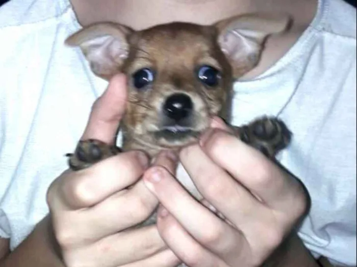 Cachorro ra a  idade Abaixo de 2 meses nome Filhotes Sueli