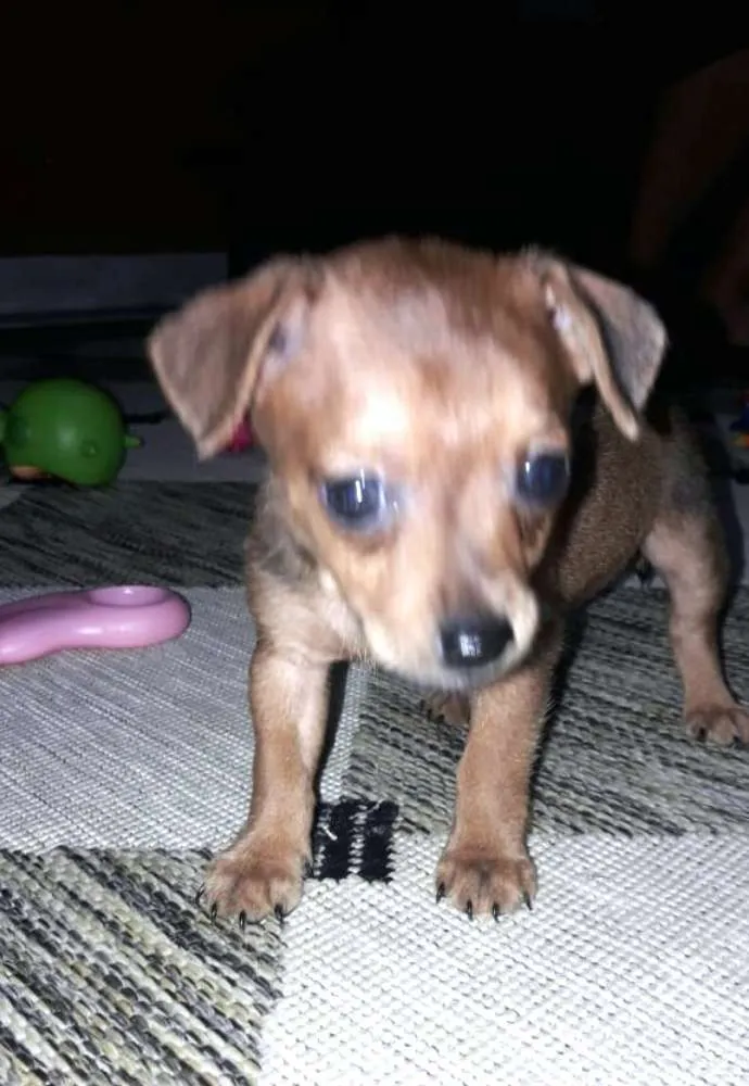 Cachorro ra a  idade Abaixo de 2 meses nome Filhotes Sueli