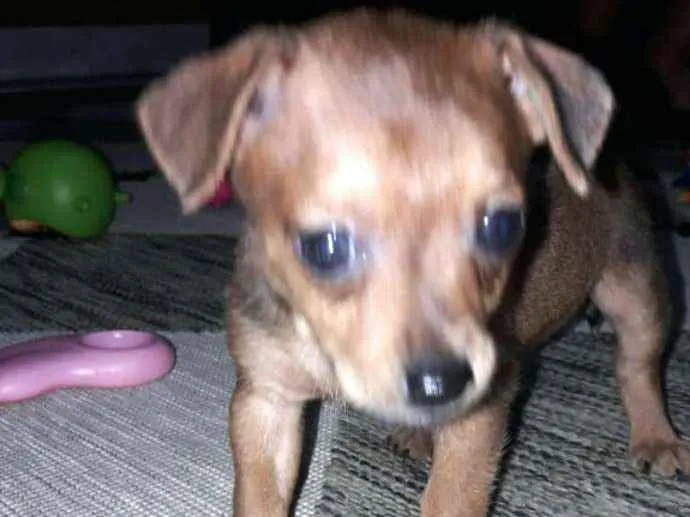 Cachorro ra a  idade Abaixo de 2 meses nome Filhotes Sueli