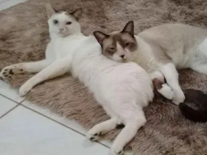 Gato raça Ragdoll, angorá  idade 1 ano nome Tico & Teco