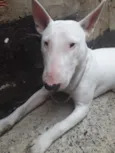 Menininho 