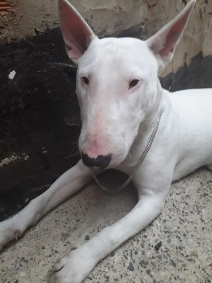 Cachorro ra a Bull terrer idade 1 ano nome Menininho 