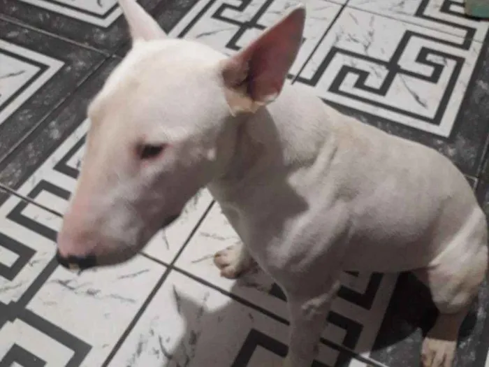 Cachorro ra a Bull terrer idade 1 ano nome Menininho 