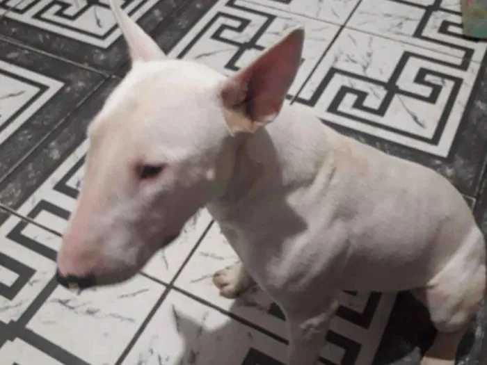 Cachorro ra a Bull terrer idade 1 ano nome Menininho 