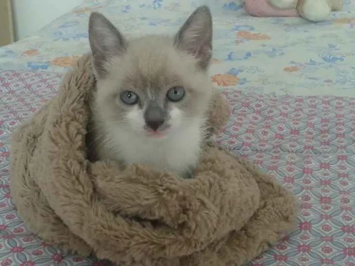 Gato ra a desconhecida idade Abaixo de 2 meses nome sem nome