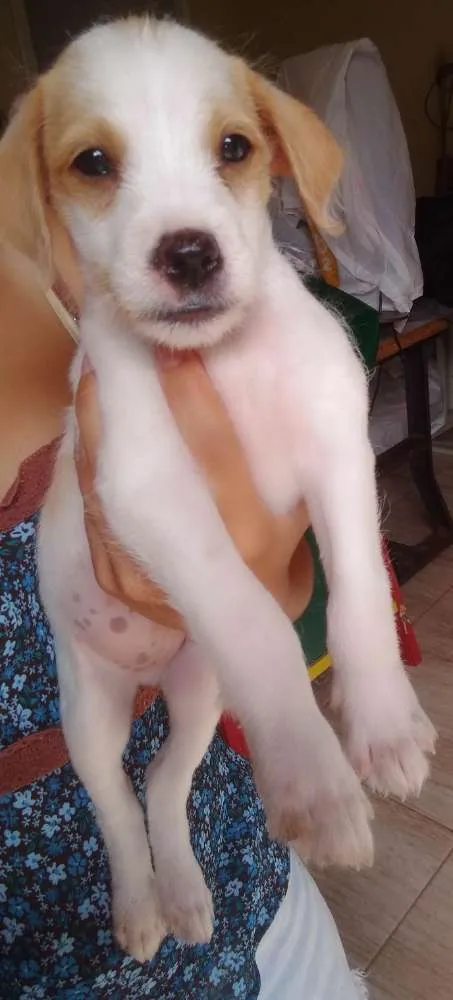 Cachorro ra a Não sei  idade 2 a 6 meses nome SCOOBY & BINO
