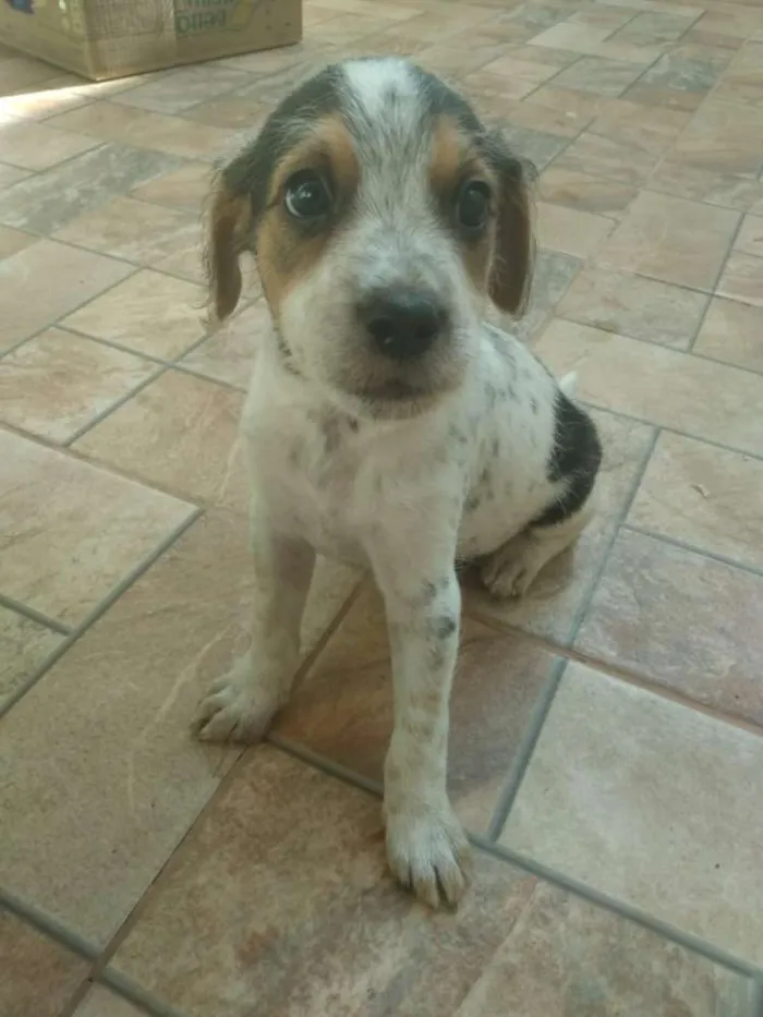Cachorro ra a Não sei  idade 2 a 6 meses nome SCOOBY & BINO