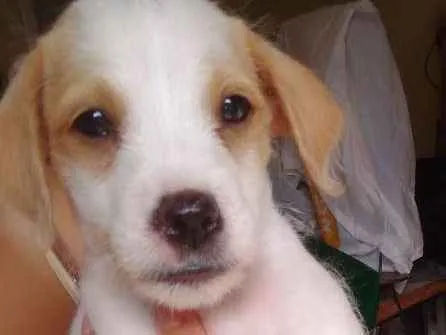 Cachorro ra a Não sei  idade 2 a 6 meses nome SCOOBY & BINO