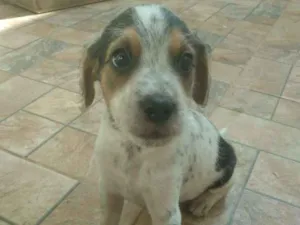Cachorro raça Não sei  idade 2 a 6 meses nome SCOOBY & BINO