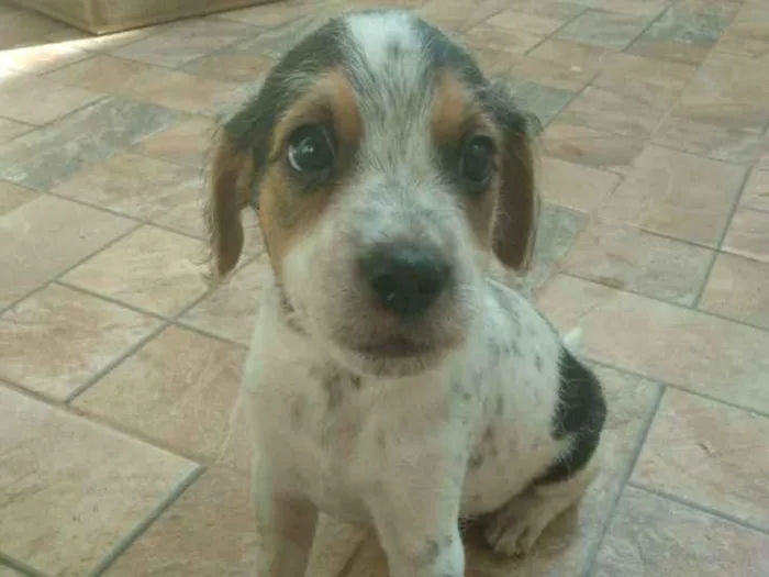 Cachorro ra a Não sei  idade 2 a 6 meses nome SCOOBY & BINO