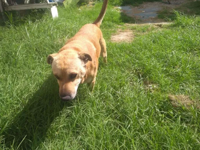 Cachorro ra a Sharpei com vira-lata idade 6 ou mais anos nome Marley