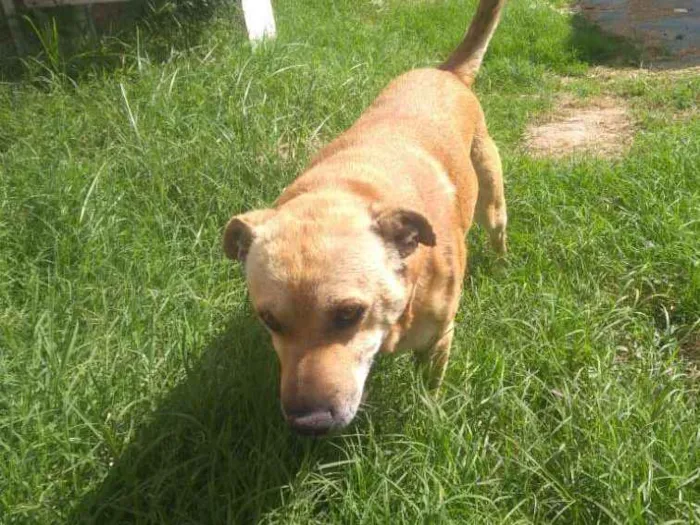 Cachorro ra a Sharpei com vira-lata idade 6 ou mais anos nome Marley