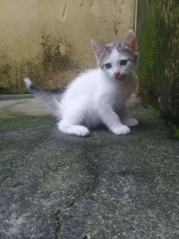 Gato ra a  idade Abaixo de 2 meses nome Não tem